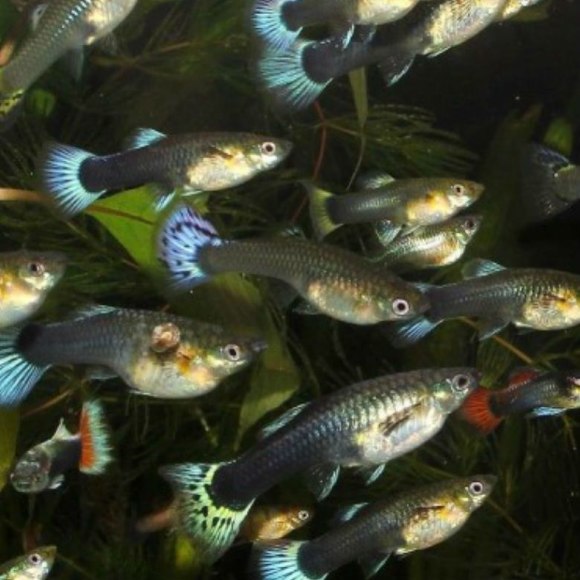 Гуппи [ассорти] - Poecilia reticulata var. самки
