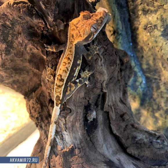 Геккон новокаледонский реснитчатый [бананоед] - Correlophus [Rhacodactylus] ciliatus