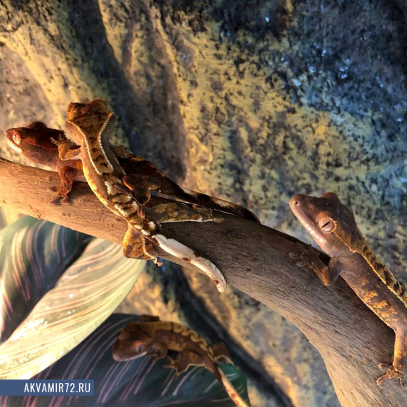Геккон новокаледонский реснитчатый [бананоед] - Correlophus [Rhacodactylus] ciliatus