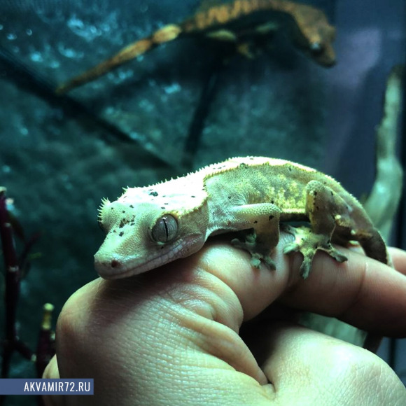 Геккон новокаледонский реснитчатый [бананоед] - Correlophus [Rhacodactylus] ciliatus