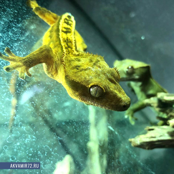 Геккон новокаледонский реснитчатый [бананоед] - Correlophus [Rhacodactylus] ciliatus