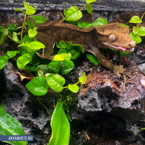 Геккон новокаледонский реснитчатый [бананоед] - Correlophus [Rhacodactylus] ciliatus
