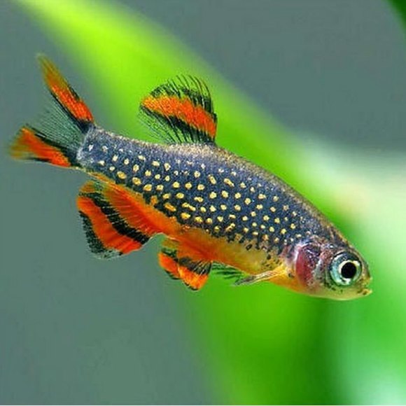 Микрорасбора Галактика - Danio [Celestichthys] margaritatus