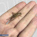Сверчок домовый - Acheta domesticus [живой] крупный