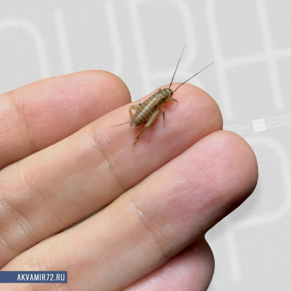 Сверчок домовый - Acheta domesticus [живой] мелкий