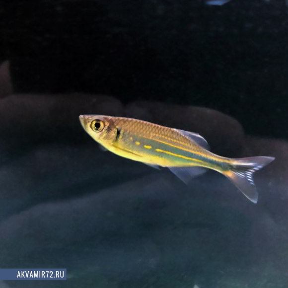 Данио Малабарский - Devario aequipinnatus [Danio malabaricus]
