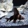 Азиатикус Парусник - Myxocyprinus asiaticus