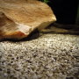 Грунт аквариумный - Галька морская 0.9-1.5мм Грунт аквариумный - Галька морская 0.9-1.5мм