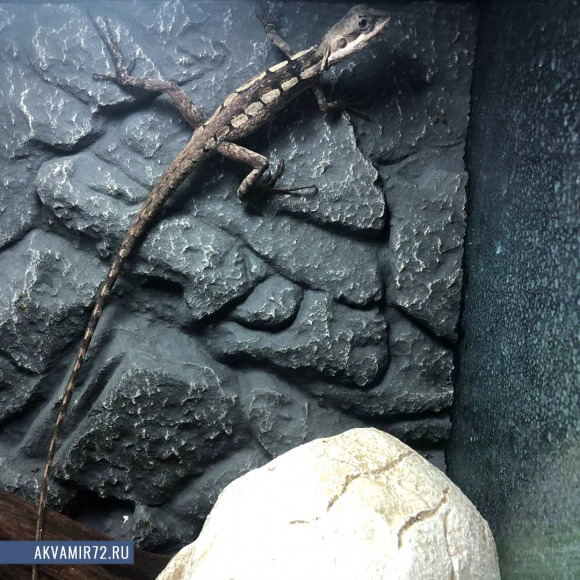 Стройная агама полосатая - Lophognathus temporalis