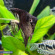 Скалярия черная дымчатая - Pterophyllum scalare var.