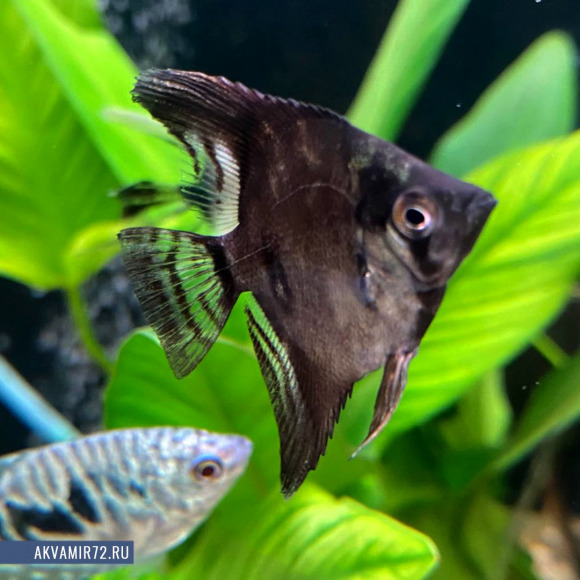 Скалярия черная дымчатая - Pterophyllum scalare var.