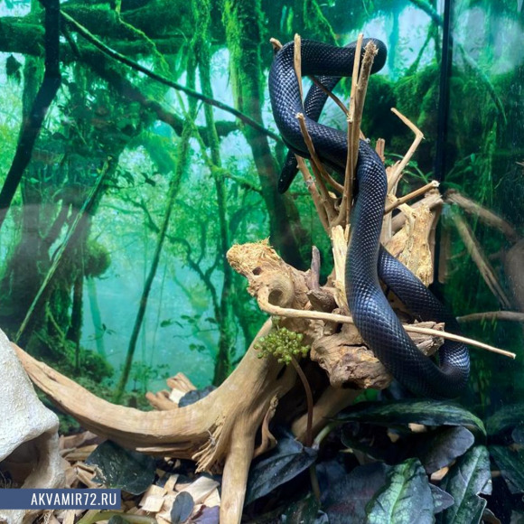 Королевская змея черная - Lampropeltis getula nigrita Королевская змея черная - Lampropeltis getula nigrita