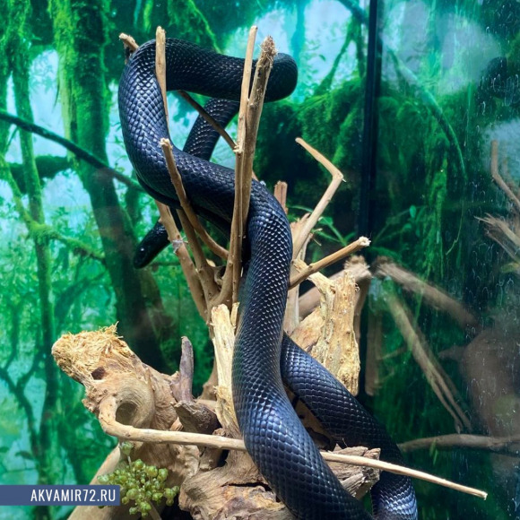 Королевская змея черная - Lampropeltis getula nigrita Королевская змея черная - Lampropeltis getula nigrita