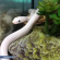 Полоз крысиный белый - Pantherophis obsoletus lindheimeri var. leucistic Полоз крысиный белый - Pantherophis obsoletus lindheimeri var. leucistic