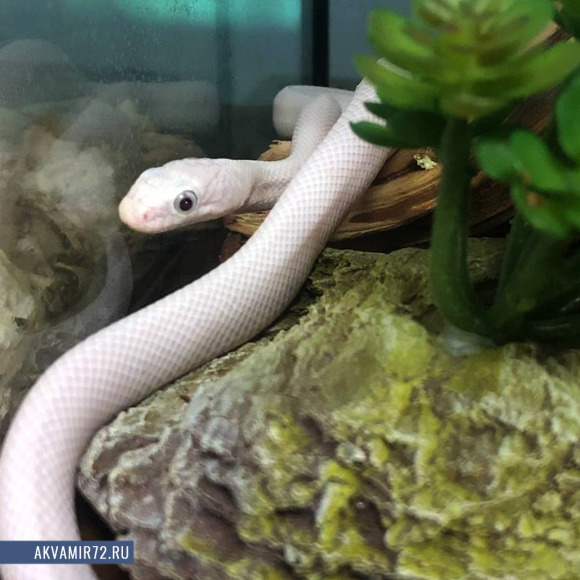 Полоз крысиный белый - Pantherophis obsoletus lindheimeri var. leucistic Полоз крысиный белый - Pantherophis obsoletus lindheimeri var. leucistic