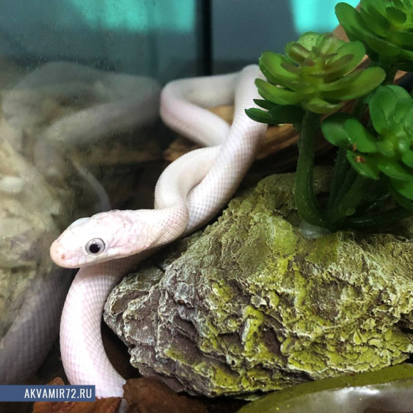 Полоз крысиный белый - Pantherophis obsoletus lindheimeri var. leucistic Полоз крысиный белый - Pantherophis obsoletus lindheimeri var. leucistic