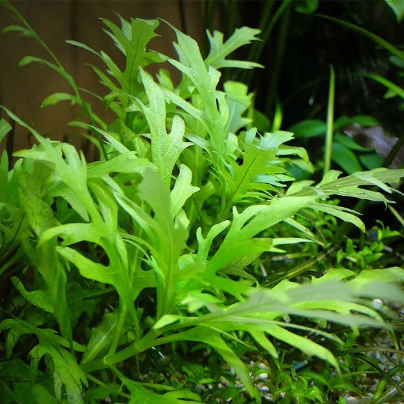 Гигрофила разнородная, синема - Hygrophila difformis