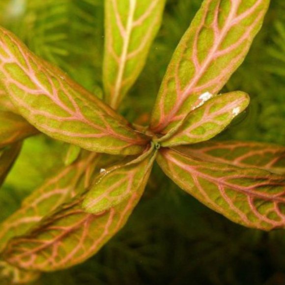 Гигрофила узорчатая - Hygrophila rosanervis
