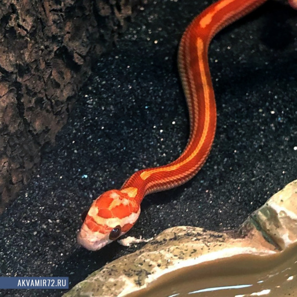 Полоз маисовый - Pantherophis guttatus var. Motley striped, S