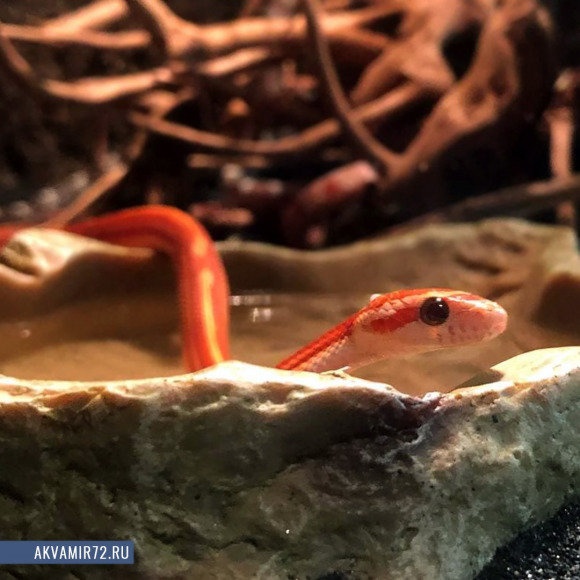 Полоз маисовый - Pantherophis guttatus var. Motley striped, S