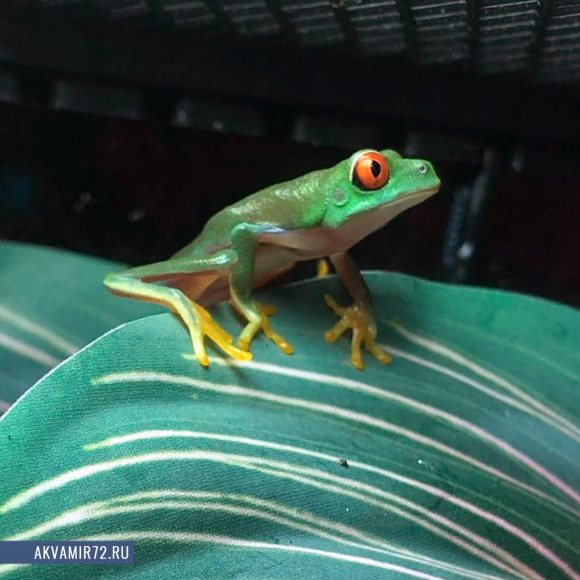 Красноглазая квакша - Agalychnis callidryas
