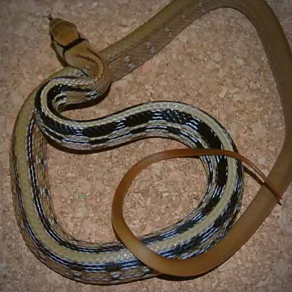 Полоз лучистый - Coelognathus radiatus