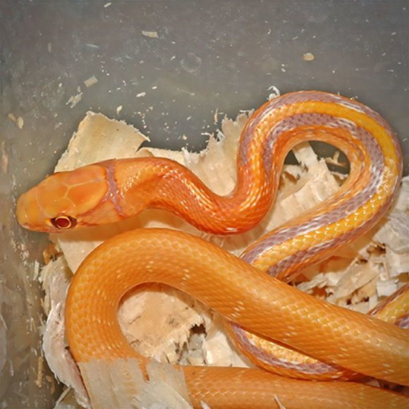 Полоз лучистый - Coelognathus radiatus