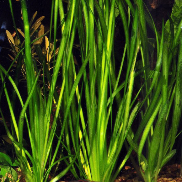 Валлиснерия спиральная - Vallisneria spiralis