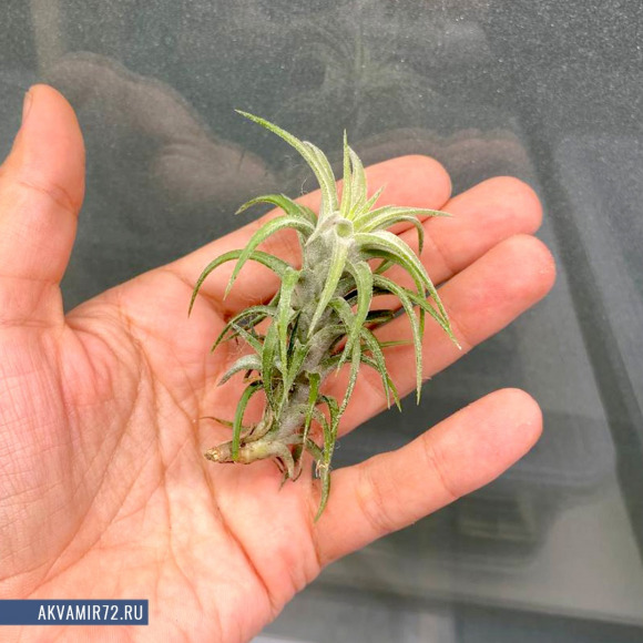 Тилландсия Vanhyningii - Tillandsia Ionantha Vanhyningii