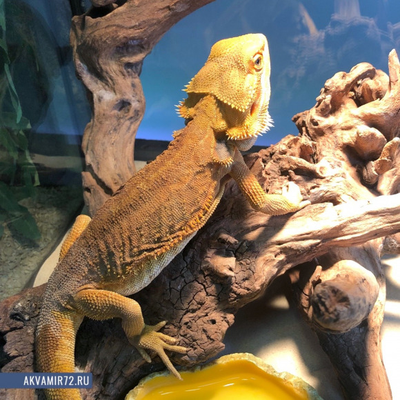 Агама бородатая - Pogona vitticeps XL, рыжая