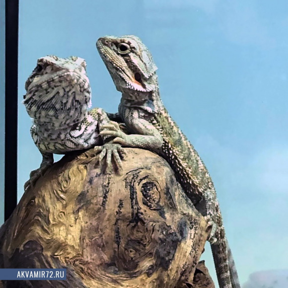 Агама бородатая - Pogona vitticeps