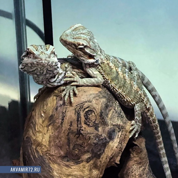 Агама бородатая - Pogona vitticeps (M/зеленая)