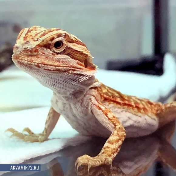 Агама бородатая - Pogona vitticeps (М/рыжая)
