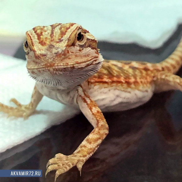 Агама бородатая - Pogona vitticeps (М/рыжая)