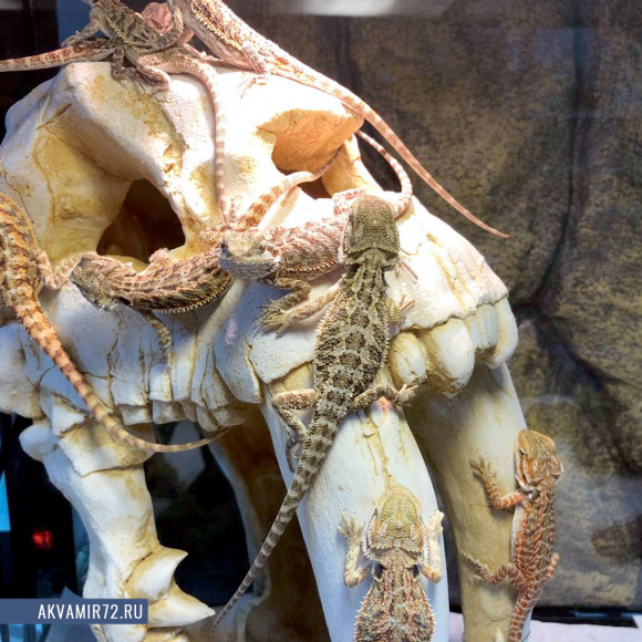 Агама бородатая - Pogona vitticeps