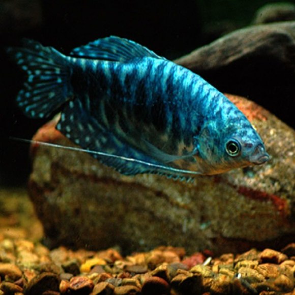 Гурами мраморный - Trichogaster trichopterus var.