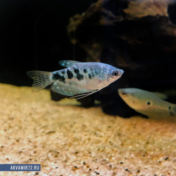 Гурами мраморный - Trichogaster trichopterus var.