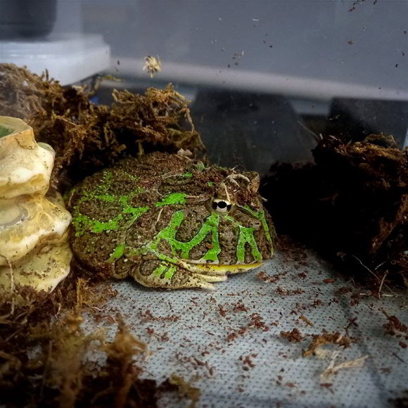 Рогатка Орвелли - Ceratophrys ornata х cranwelli (M)