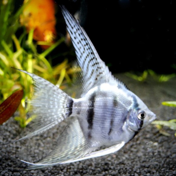 Скалярия пиной [ассорти] - Pterophyllum scalare Pinoy