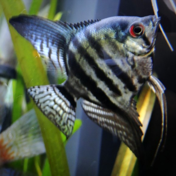 Скалярия пиной [ассорти] - Pterophyllum scalare Pinoy