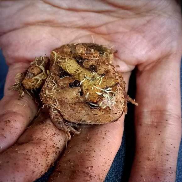 Рогатка амазонская - Ceratophrys cornuta (S)