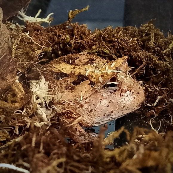 Рогатка амазонская - Ceratophrys cornuta  (S)