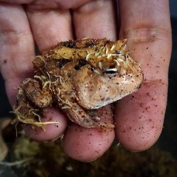 Рогатка амазонская - Ceratophrys cornuta  (S)