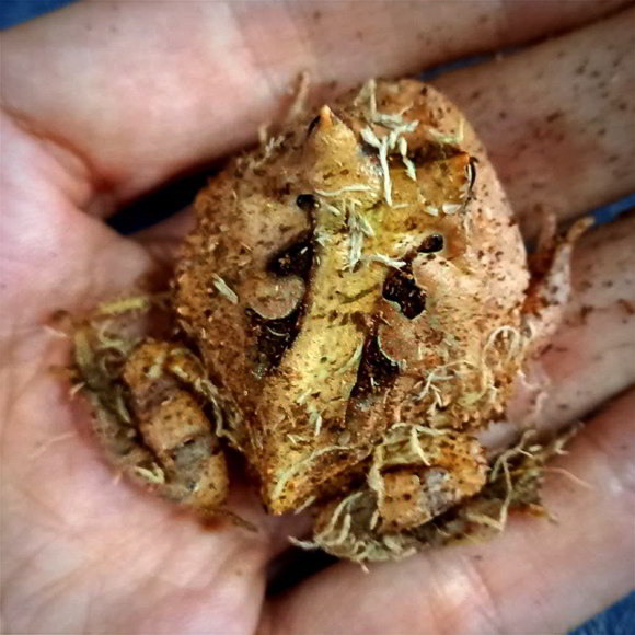 Рогатка амазонская - Ceratophrys cornuta  (S)