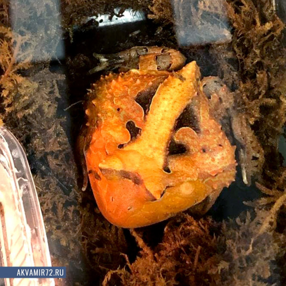 Рогатка амазонская - Ceratophrys cornuta (M)