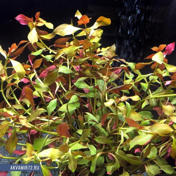 Людвигия ползучая рубин - Ludwigia repens rubin Людвигия ползучая рубин - Ludwigia repens rubin