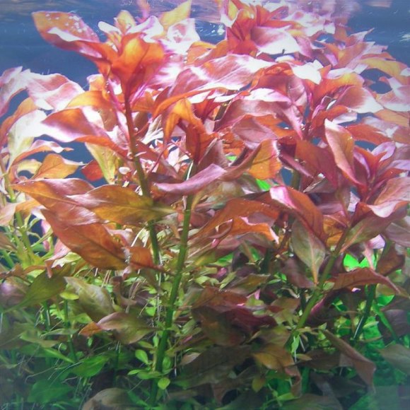 Людвигия ползучая рубин - Ludwigia repens rubin Людвигия ползучая рубин - Ludwigia repens rubin
