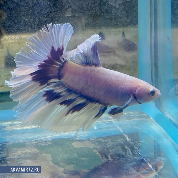 Петушок халфмун Лаванда - Betta splendens var.