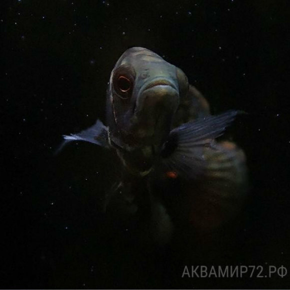 Астронотус красный тигровый - Astronotus ocellatus [red tiger]
