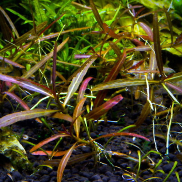 Гигрофила иволистная красная - Hygrophila salicifolia rubra